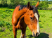 Project or brood mare