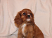 Gorgeous Cavalier King Charles Spaniel