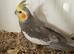 Cockatiel