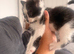 4 kittens and mother for sale