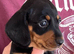 RKC registered miniature smooth