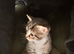 Adorable kittens
