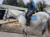 16.3hh TB GELDING FOR FULL LOAN