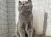 GCCF registered bsh blue boy