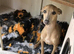 Italian Greyhound Pup