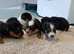 Jack Russel cross