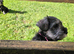Minature Shnauzer Puppy
