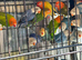 Lovebirds