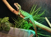 Australian Water Dragon Juvenile