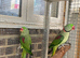 Alexandrine