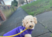 Toy poodle puppy