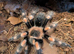 Juvenile Red Knee & Setup