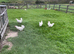 White star females just started laying