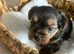 yorkshire terrier puppy's