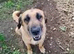 Urgent rehoming - JULIO