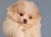 Teddy bear pomeranians puppies