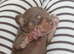 Two miniature dachshund pups