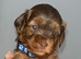 LAST 2! Toy F2 Cockapoo Puppies - Poole