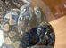 Female Reticulated python