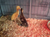 Ducks