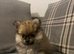 KC registered Pomeranian puppy