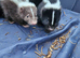 Skunk kits