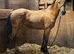 Registered welsh d colt