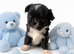 Chihuahua puppies little boys.