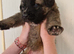 Puppies for sale German shepherd cross St Bernard.  St shepherd ready for new home