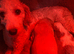 Rosie