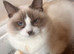 Ragdoll pure breed bicolour male kitten