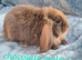Baby rabbits ready now