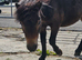 Gorgeous Bay Yearling Mini Shetland Colt
