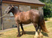Hermits Glory, 2 year old Smokey black filly also colour tested to carry the LP gene.