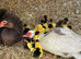 Muscovy hatching eggs