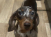 Chocolate dapple dachshund girl