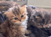 Stunning doll face Persian kittens