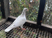Coloured racing pigeons