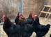 Copper maran and olive egger chicks