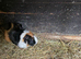 Male guinea pigs