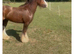13h cob LWVTB/ sale