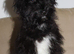 Aussiedoodle 4 months old F1 Health Tested Parents