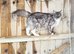 GCCF/TICA Active BSH, Scottish fold and Maine Coons for sale