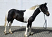 Stunning coloured sports horse mare
