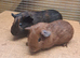Pair of Bonded Boys