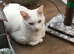 Two white male mixed Kittens