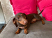 Beautiful Female Daschund