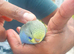Baby budgie extremely beautiful and very cuddly 7 weeks old