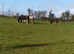 Cheeky 18 Months DHP Gelding