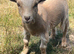 Lovely Little Pygmy Goat -'Little Bear'